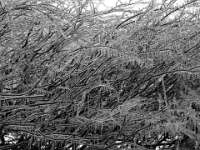 38063CrBwLe - Aftermath of the Ice Storm (Death of a Maple)  Peter Rhebergen - Each New Day a Miracle